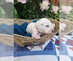 Small #2 Dalmatian