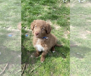 Border-Aussie Puppy for sale in LAFAYETTE, IN, USA