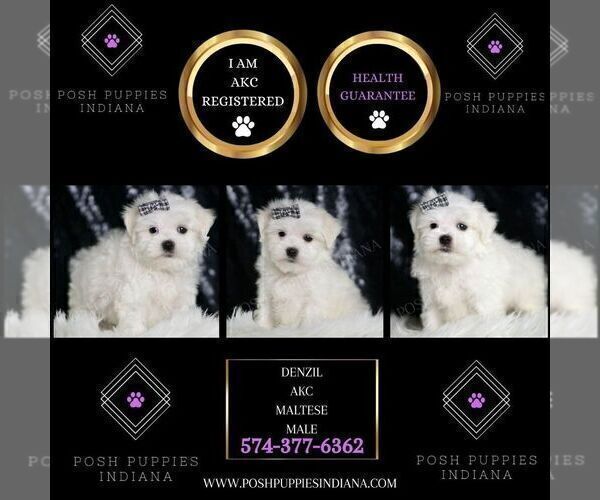 Medium Photo #2 Maltese Puppy For Sale in WARSAW, IN, USA