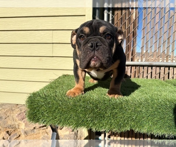 Medium Photo #20 English Bulldog Puppy For Sale in WEST HOLLYWOOD, CA, USA
