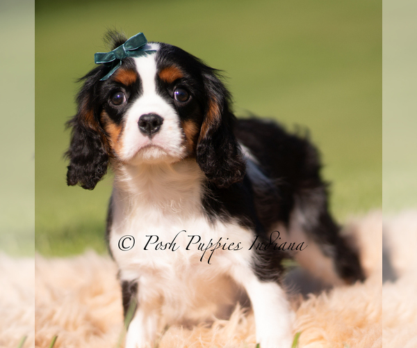 Medium Photo #4 Cavalier King Charles Spaniel Puppy For Sale in WARSAW, IN, USA