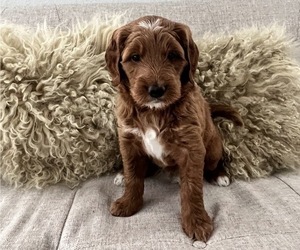 Goldendoodle Puppy for sale in MIAMI LAKES, FL, USA