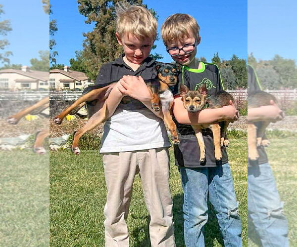 Medium Photo #3 Mutt Puppy For Sale in Corona, CA, USA