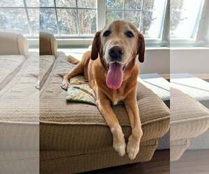 Labrador Retriever-Unknown Mix Dogs for adoption in Mount Pleasant, SC, USA