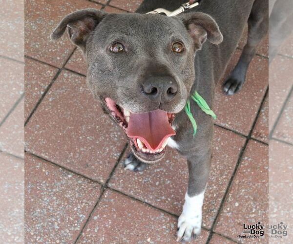 Medium Photo #5 Labrador Retriever-Unknown Mix Puppy For Sale in Washington, DC, USA