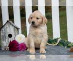 Puppy Ruth Golden Retriever