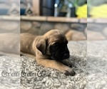 Small Photo #16 Mastiff Puppy For Sale in HESPERIA, CA, USA