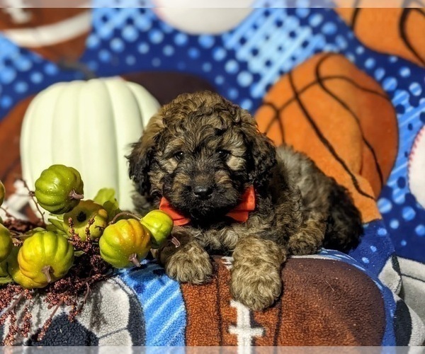 Medium Photo #7 Aussiedoodle Puppy For Sale in OXFORD, PA, USA