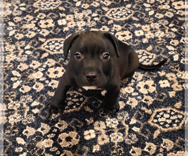 Medium Photo #10 Staffordshire Bull Terrier-Unknown Mix Puppy For Sale in Princeton, MN, USA