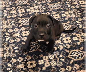 Tootsie Roll - Male Staffordshire Bull Terrier-Unknown Mix Dog for Adoption - Photo #10