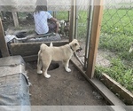 Small Photo #14 Akita Puppy For Sale in FLORISSANT, MO, USA