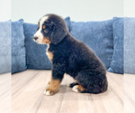 Small #2 Bernese Mountain Dog