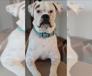 Boxer Dog for Adoption in HIGHLAND LAKES, New Jersey USA