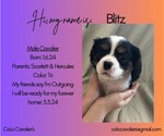 Small Photo #1 Cavalier King Charles Spaniel Puppy For Sale in ADDISON TOWNSHIP, MI, USA