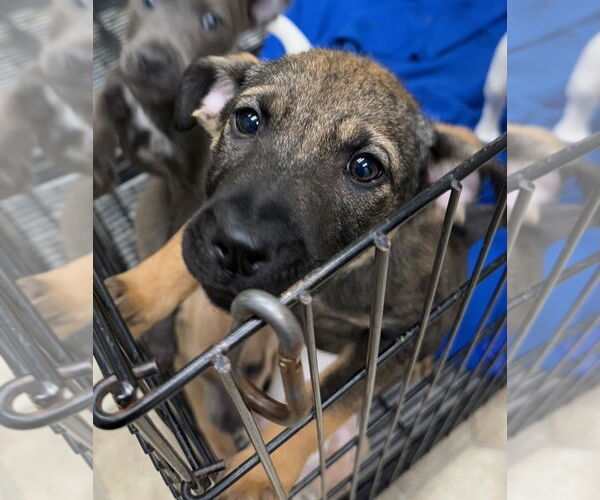 Medium Photo #2 Mutt Puppy For Sale in GILBERTS, IL, USA