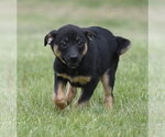 Small #5 Borador