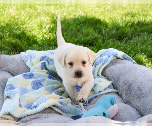 Medium Photo #17 Labrador Retriever Puppy For Sale in SYRACUSE, IN, USA