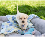 Small #16 Labrador Retriever