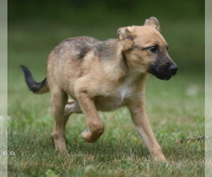 German Shepherd Dog-Retriever  Mix Dogs for adoption in Mechanicsburg, PA, USA