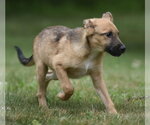 Small German Shepherd Dog-Retriever  Mix