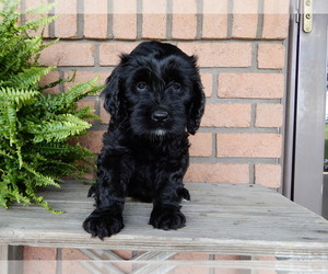 Miniature Labradoodle Puppy for sale in FREDERICKSBG, OH, USA