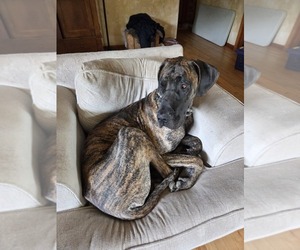Father of the Great Dane puppies born on 05/06/2026