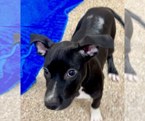 Mutt Dogs for adoption in Hilton Head, SC, USA