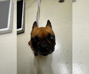 French Bulldog Dogs for adoption in Fremont, CA, USA