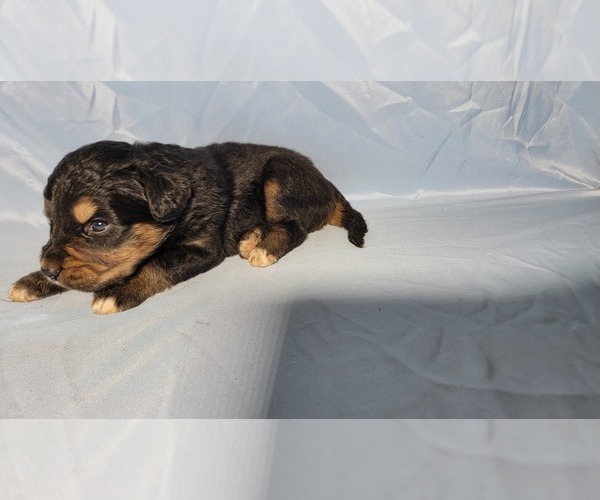 Medium Photo #20 Golden Mountain Dog Puppy For Sale in BLACK FOREST, CO, USA