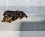 Small Photo #20 Golden Mountain Dog Puppy For Sale in BLACK FOREST, CO, USA