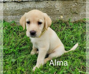 Labrador Retriever Puppy for sale in CATO, NY, USA