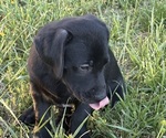 Small Photo #15 Labrador Retriever Puppy For Sale in SPOTSYLVANIA, VA, USA