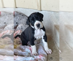 Great Dane Puppy for sale in LA VERNIA, TX, USA