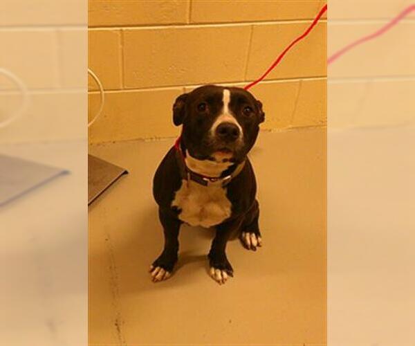 Medium Photo #1 American Pit Bull Terrier Puppy For Sale in Sanford, FL, USA