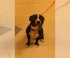 American Pit Bull Terrier Dogs for adoption in Sanford, FL, USA