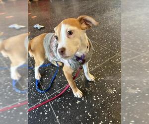 Mutt Dogs for adoption in Boston, MA, USA