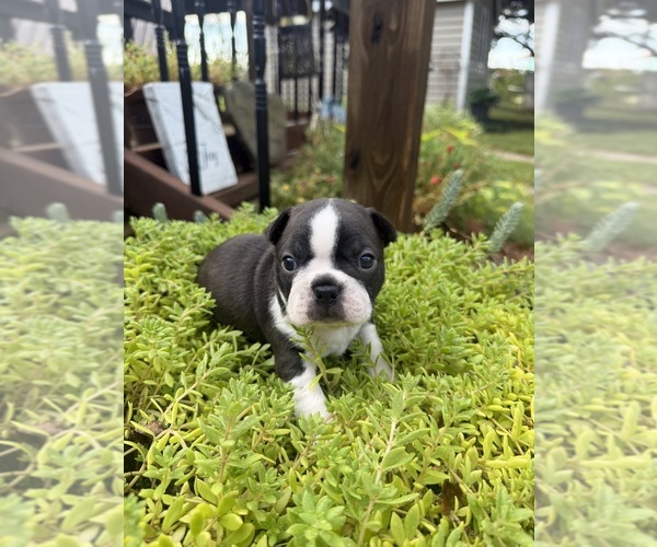 Medium Photo #2 Boston Terrier Puppy For Sale in FREDONIA, KS, USA