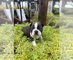 Small #1 Boston Terrier