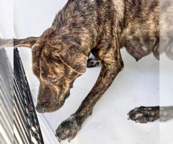 Medium Photo #1 Mutt Puppy For Sale in Houston, TX, USA