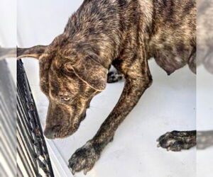 Mutt Dogs for adoption in Houston, TX, USA