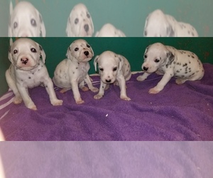 Medium Dalmatian