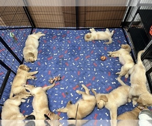 Golden Retriever Litter for sale in BRANDON, FL, USA