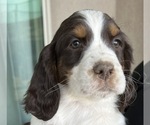 Small Photo #1 English Springer Spaniel Puppy For Sale in LOS LUNAS, NM, USA