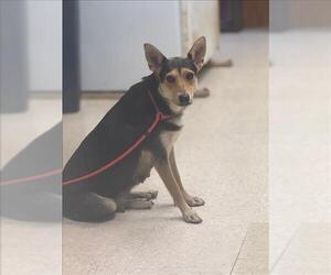 Australian Kelpie-Unknown Mix Dogs for adoption in Conroe, TX, USA