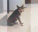 Small Australian Kelpie Mix