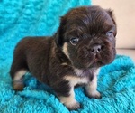 Small #1 French Bulldog