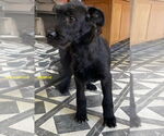 Small #2 Labradoodle