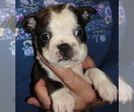 Puppy Jasper Boston Terrier