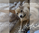 Small #1 Chihuahua