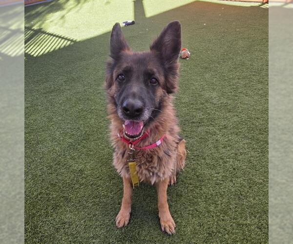 Medium Photo #2 German Shepherd Dog-Unknown Mix Puppy For Sale in Las Vegas, NV, USA